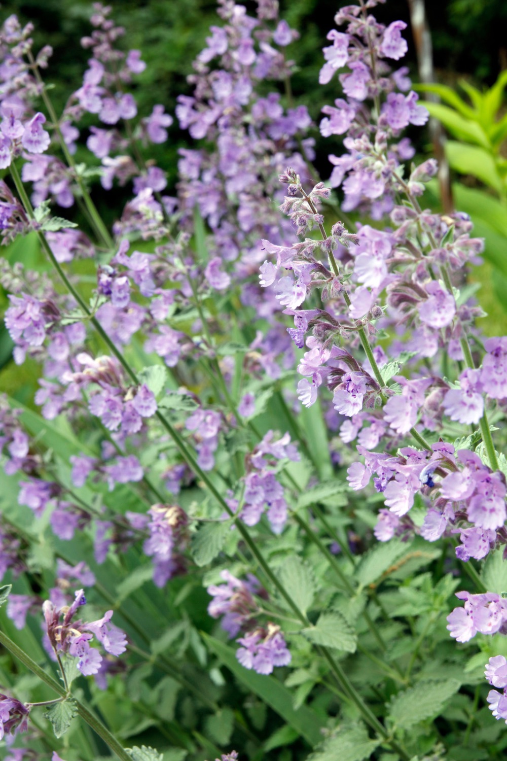 Light lavender spike flowers. 