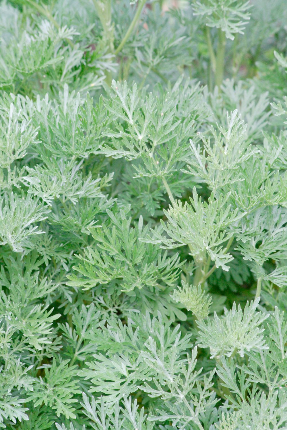 A silver mound type plant. 