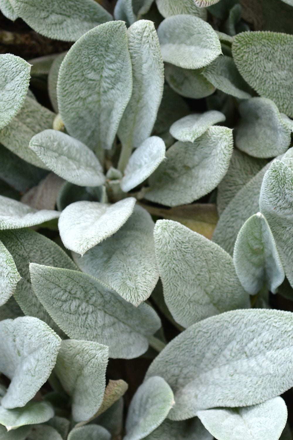 Silver, gray, leaves. 