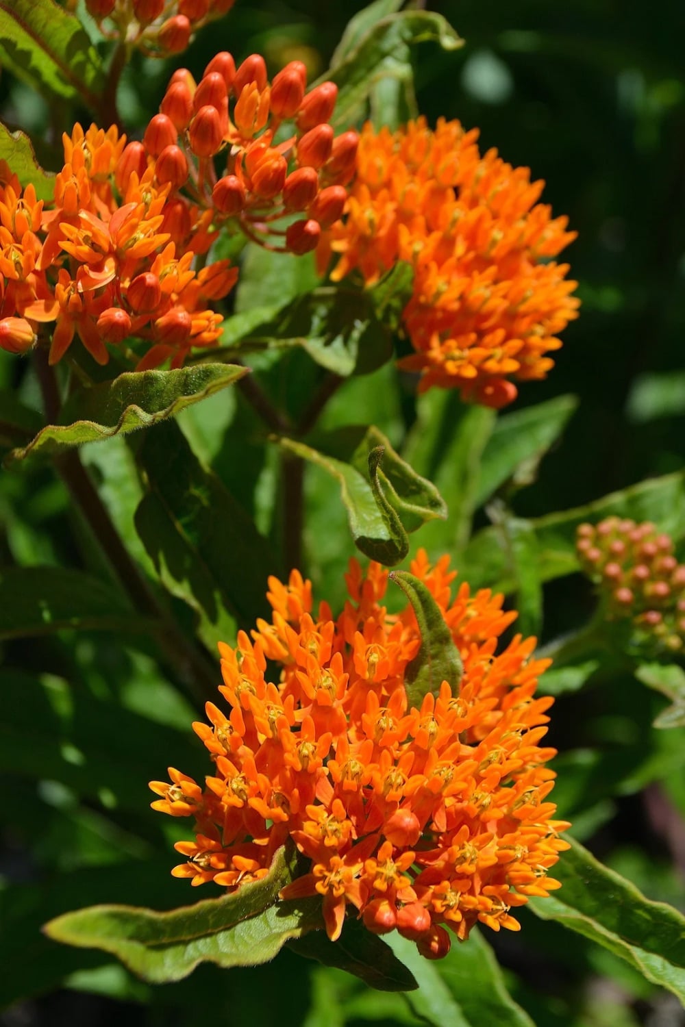 Bright orange blooms. 
