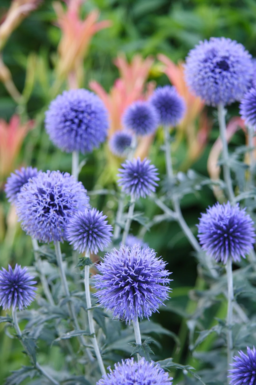 Blue purple balls on stems. 