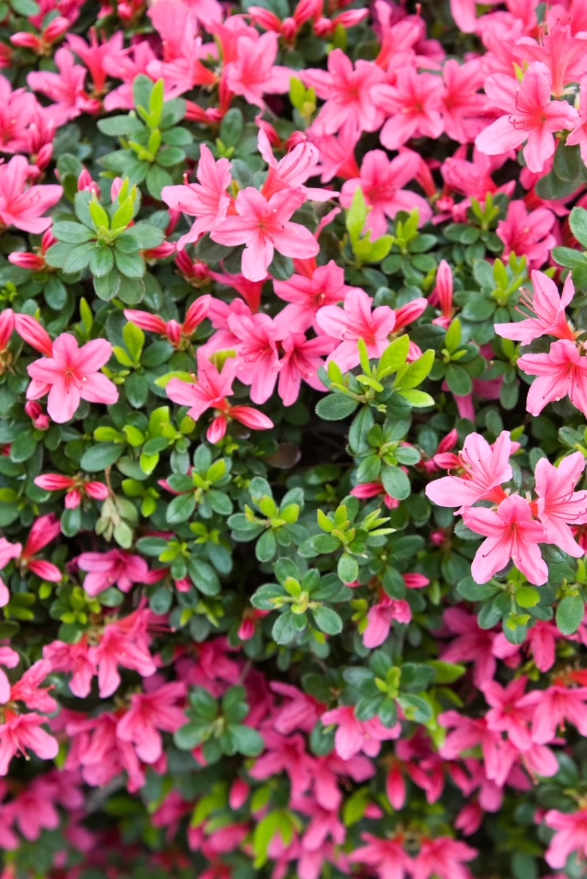 Small blooms on a bush. This one is medium pink. 