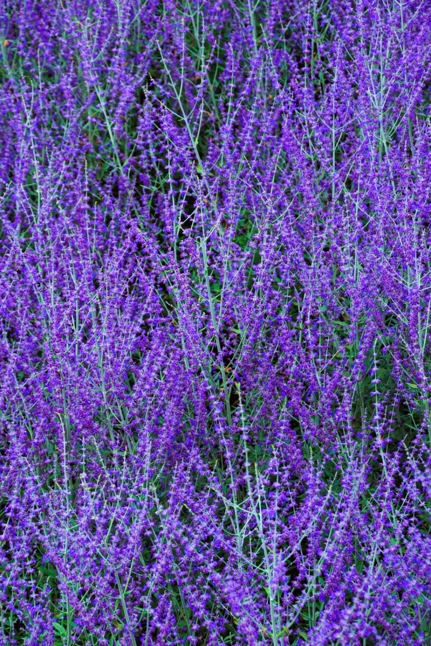 Russian sage with deep blue flowers.