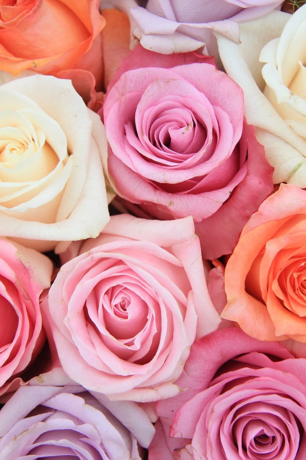 Mixed colors of roses. 
