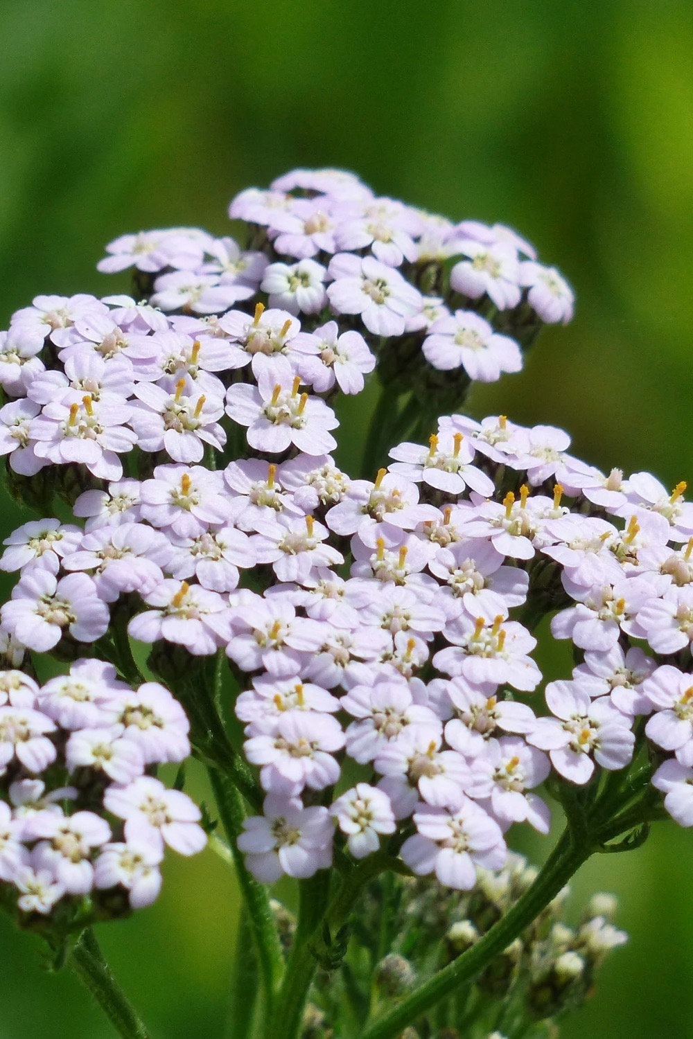 Yarrow has tiny flowers on a head. 