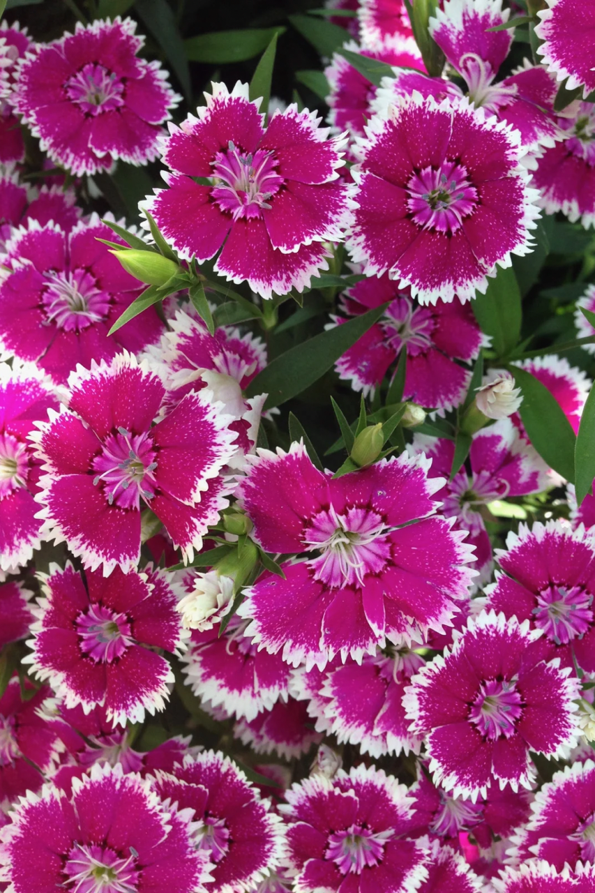 Bright pink round flowers with white edges. 