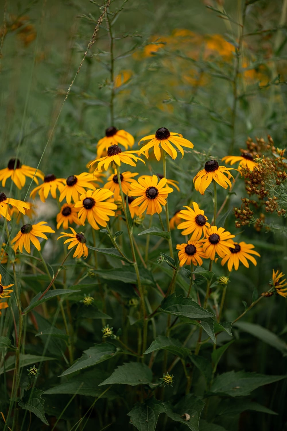 Black eyed Susan which are yellow daisies. 