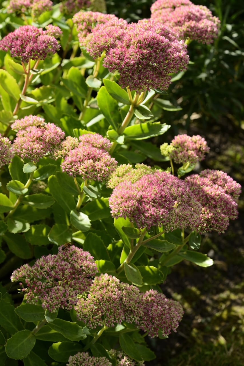 A soft pink bloom with succulent like greens. 