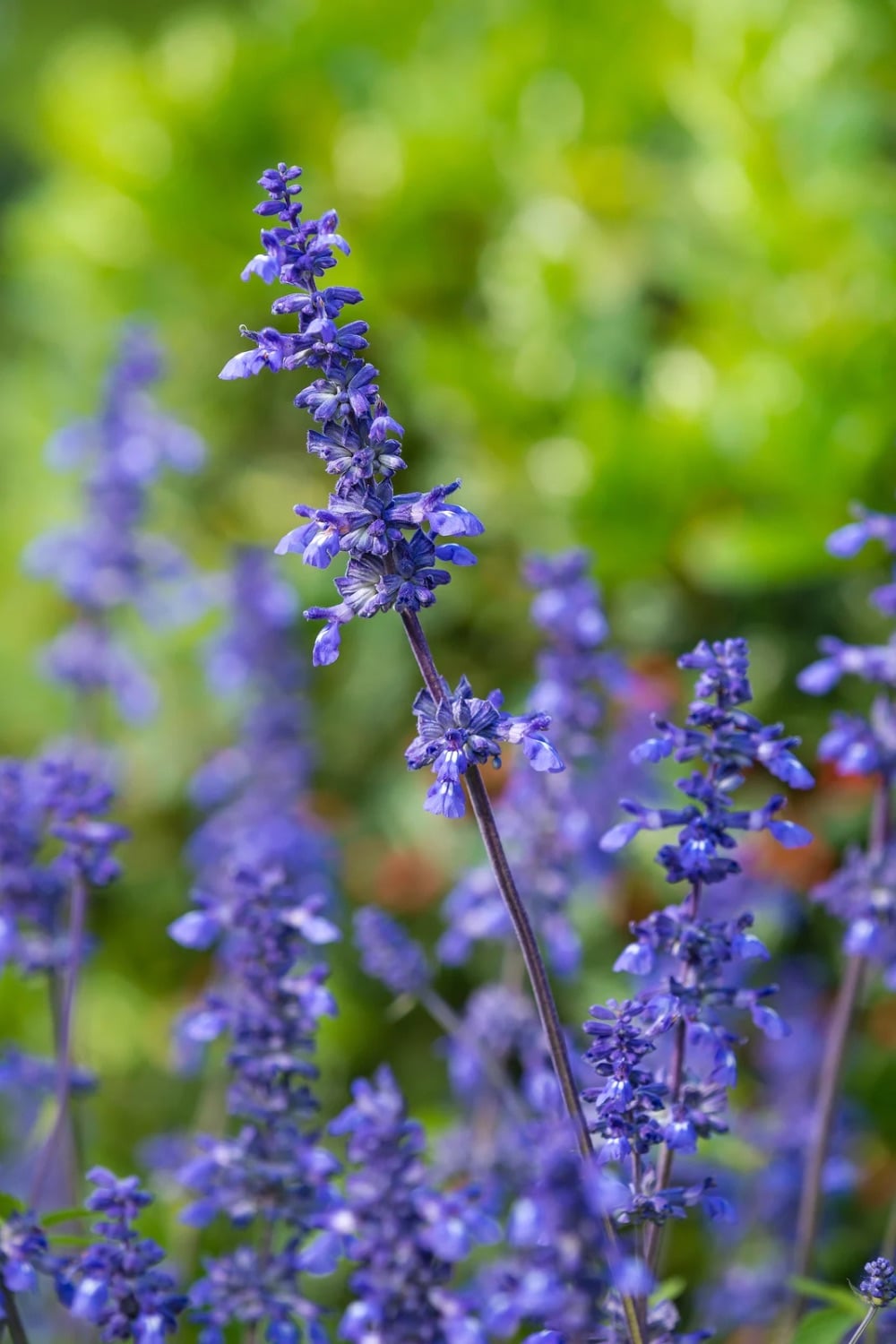 Purple spike flowers. 