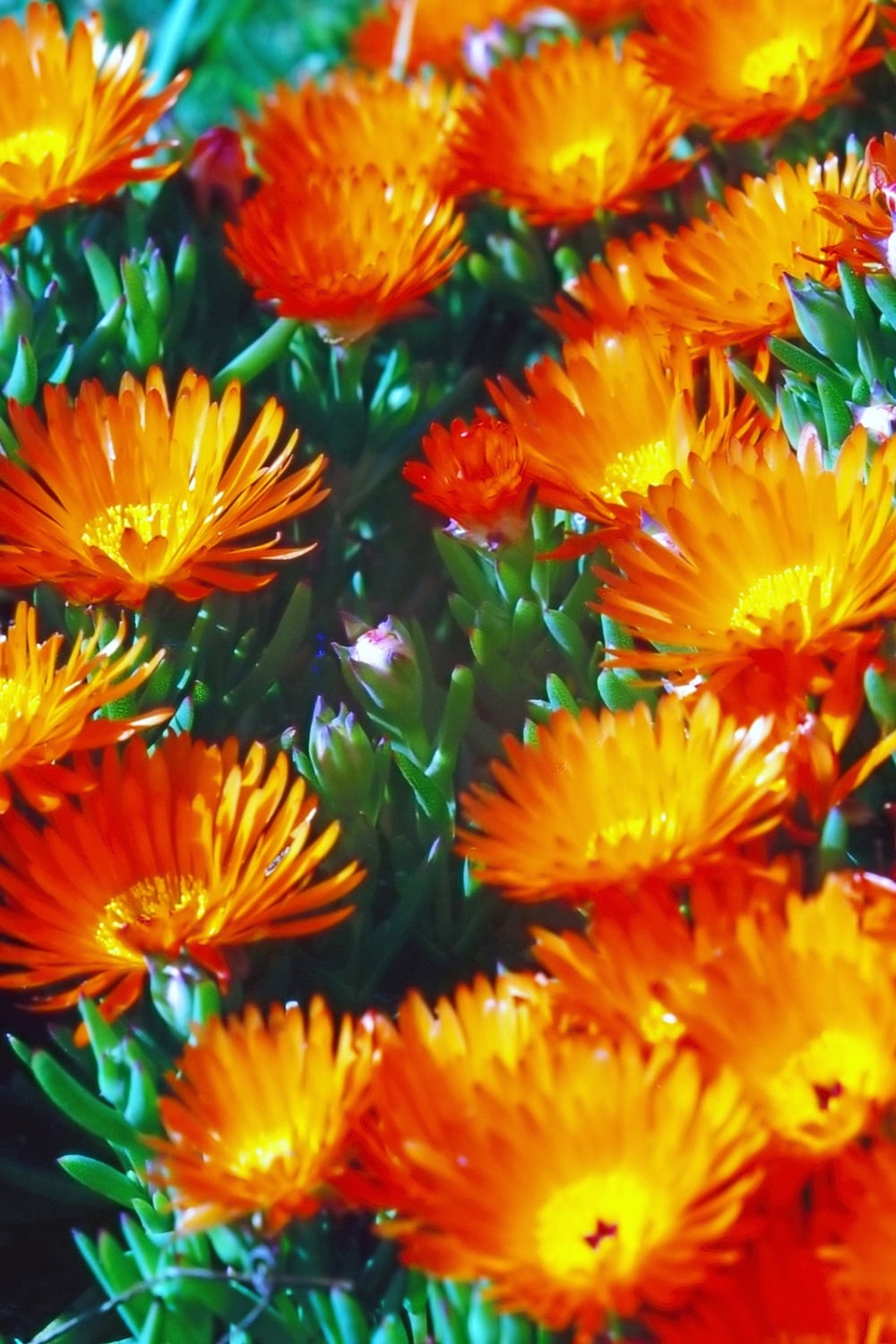 Small fuzzy daisies.