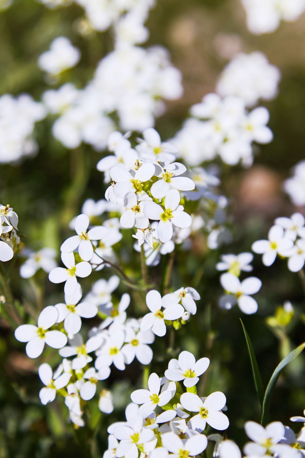 Rock cress with white small flowers.