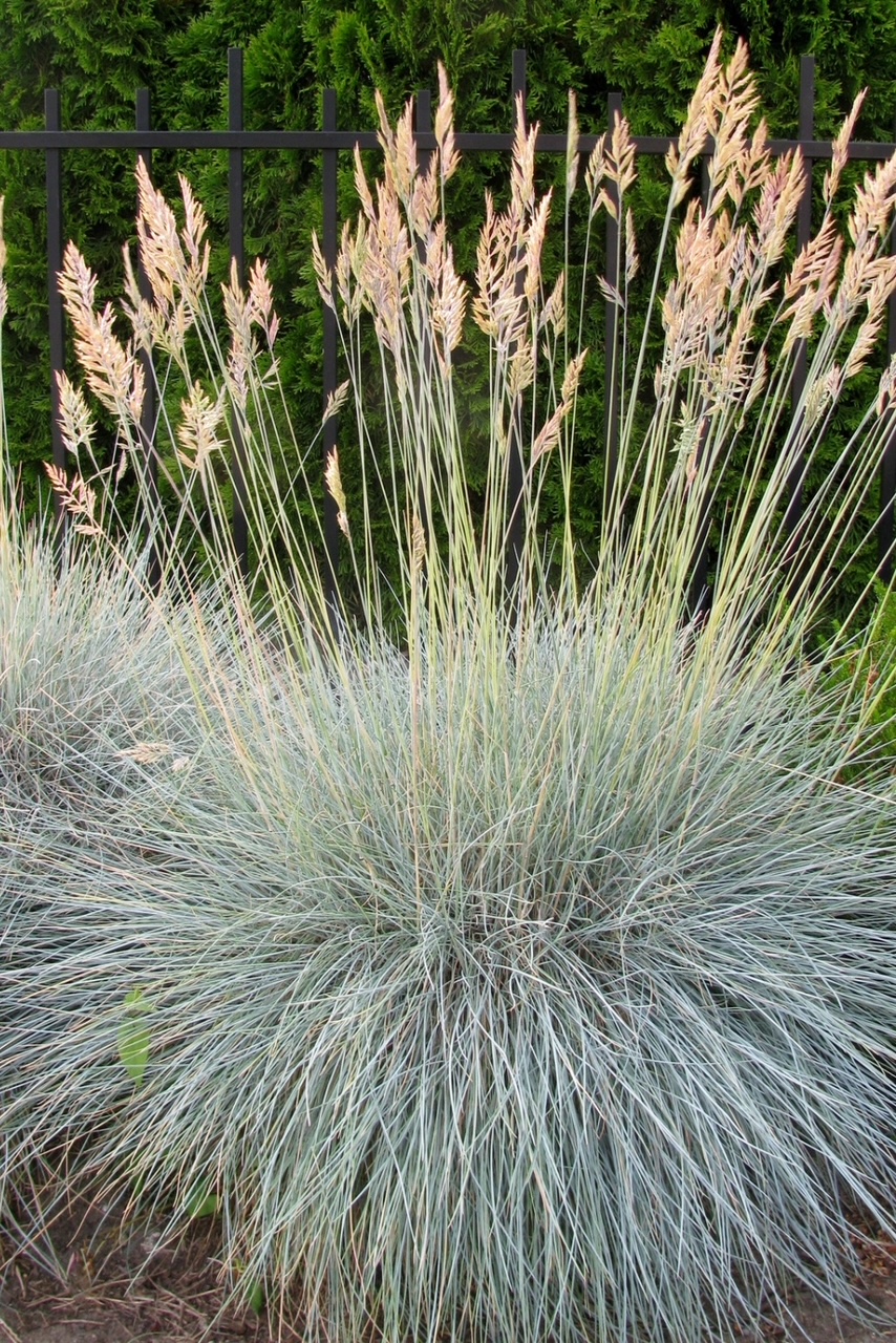 Blue ornamental grass in a globe. 