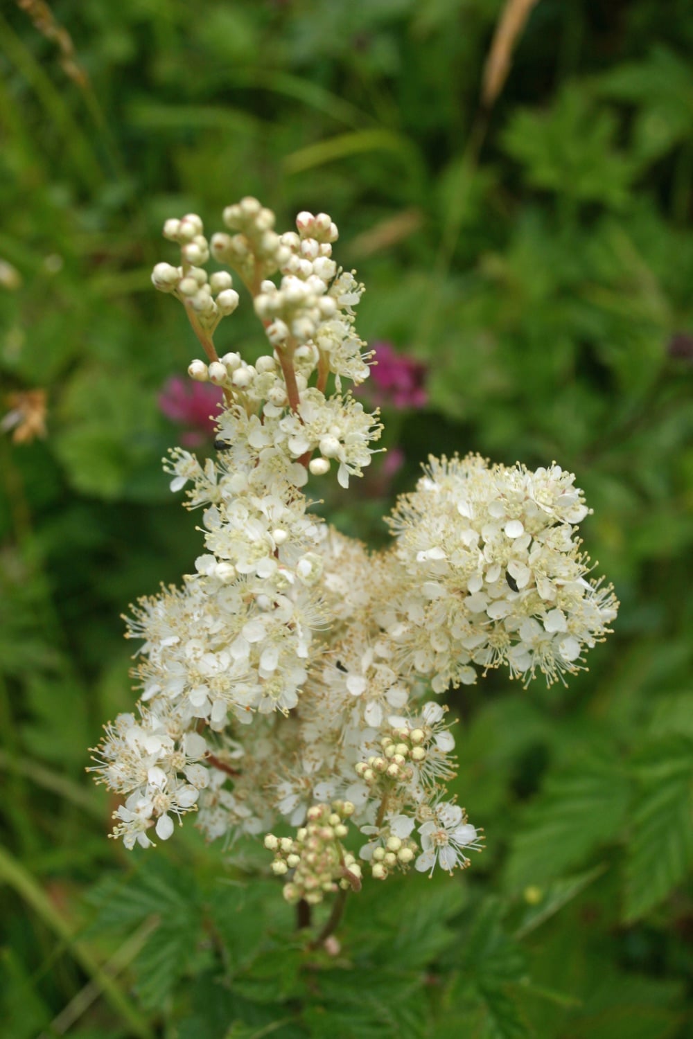 Meadowsweet flowers in bloom. a creamy white cluster of tiny flowers. 