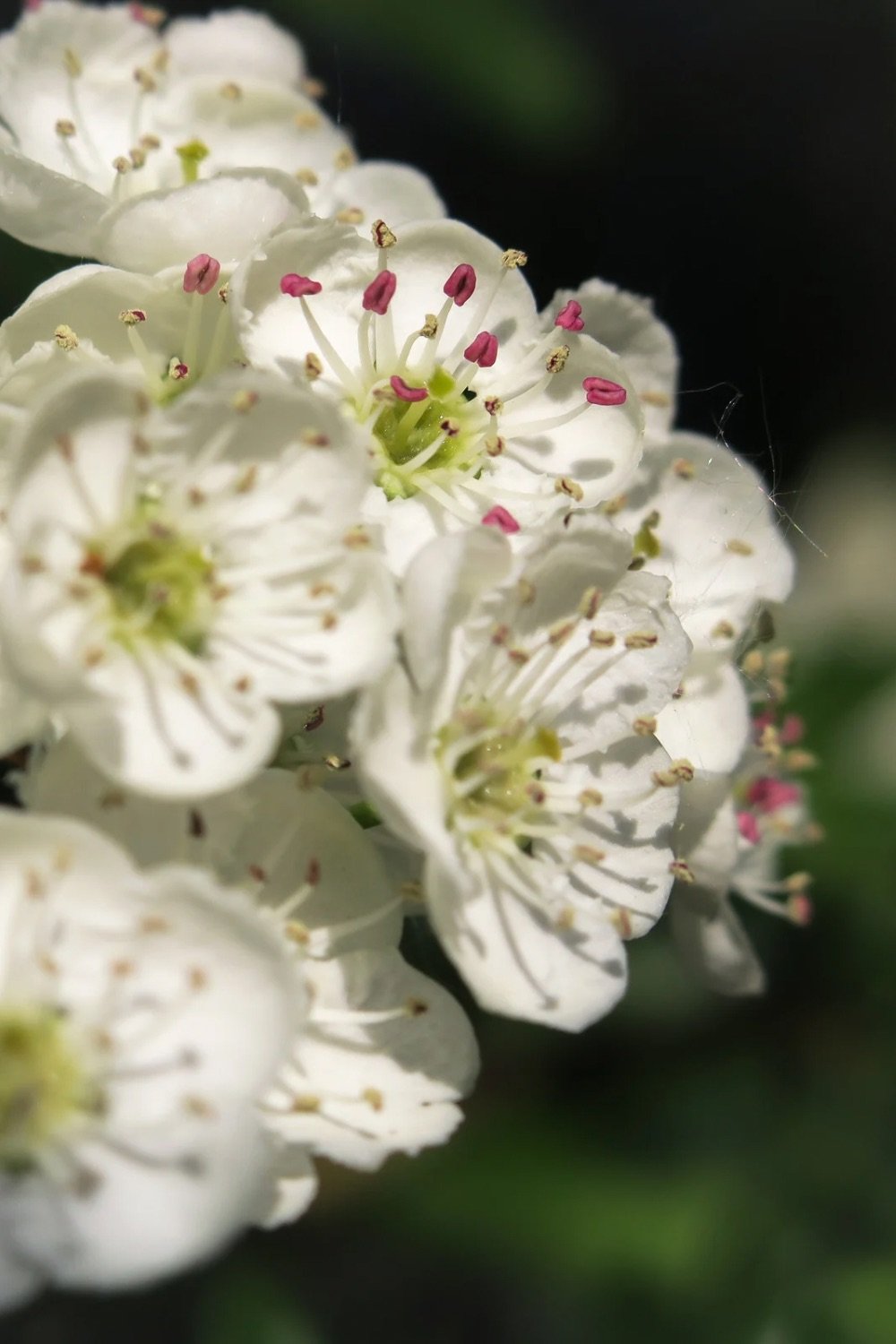 Pretty white buttercup shape flowers with pink stamen. 