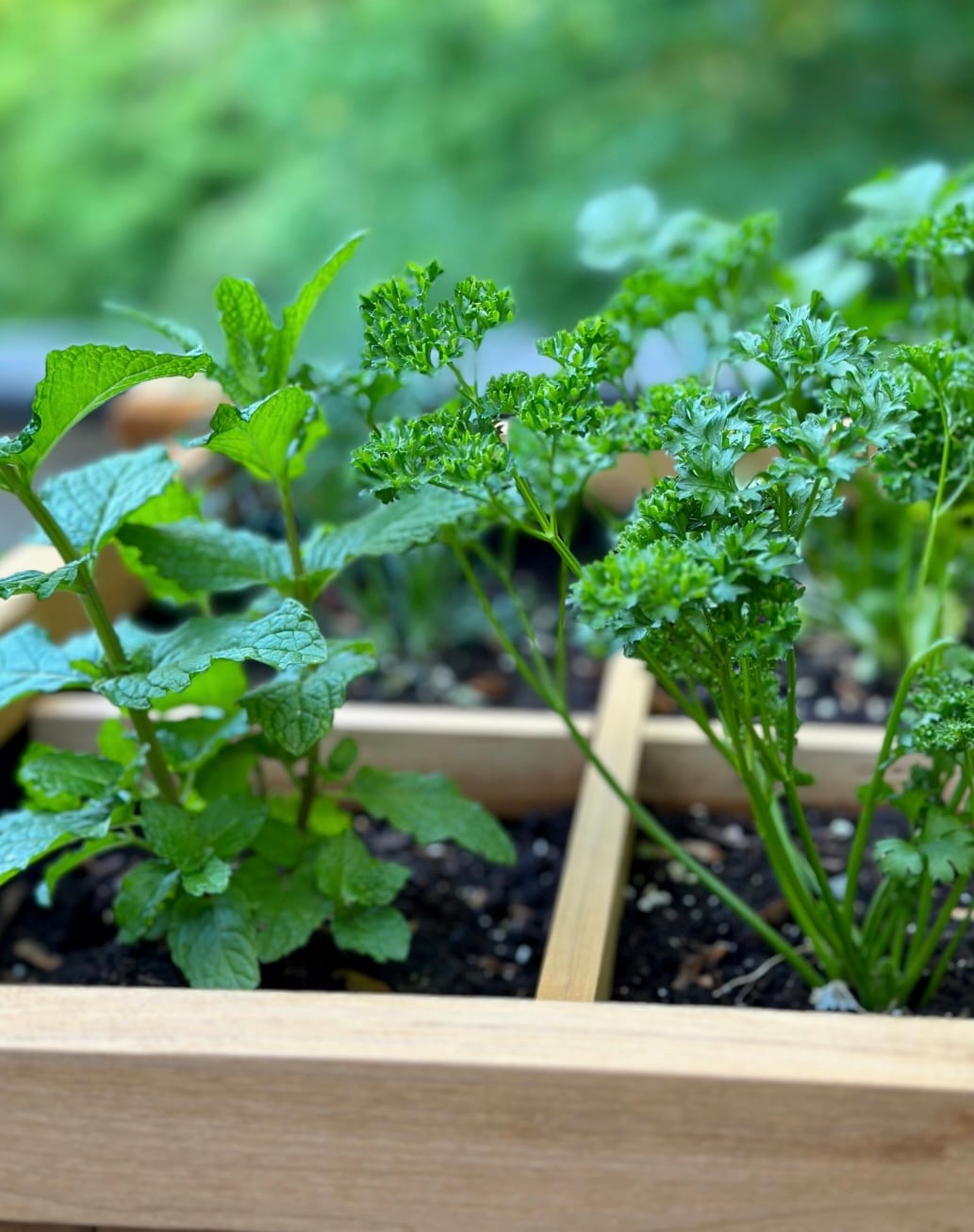 A side view or a small herb garden. 