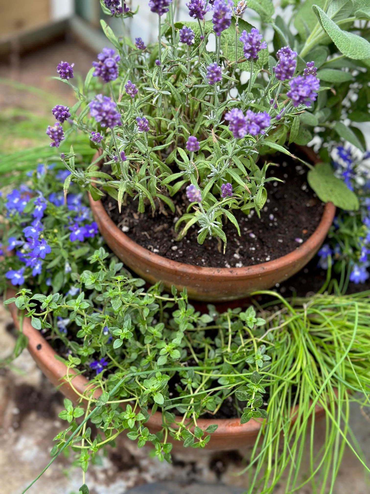 Lavender in a two tiered garden planter. 