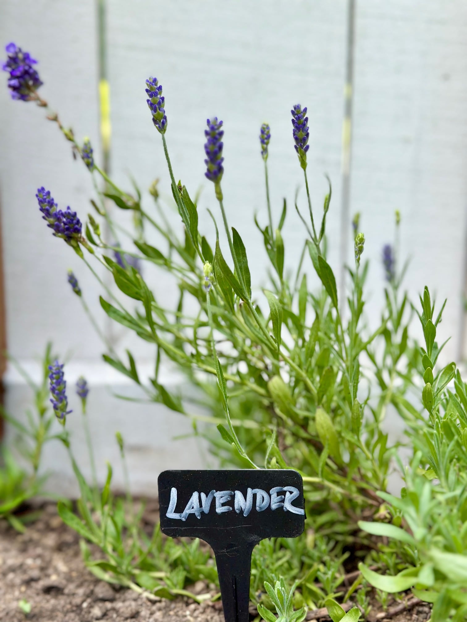 Blooming lavender with a lavender garden sign. 