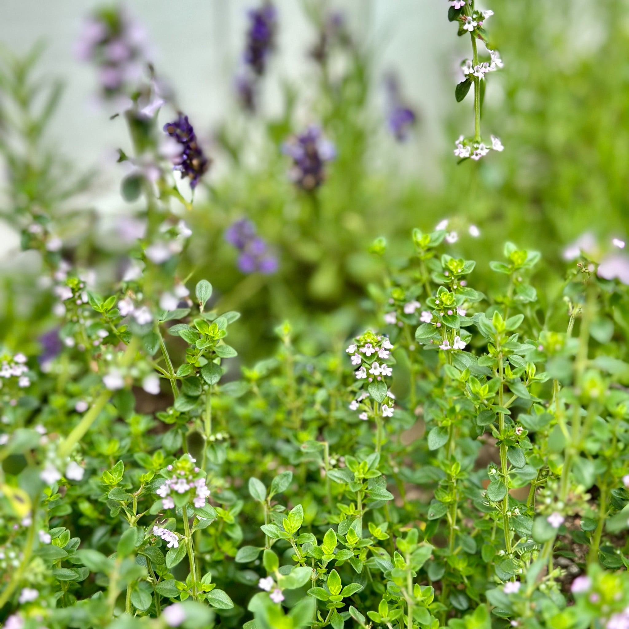 Thyme with lavender in a raised bed. 