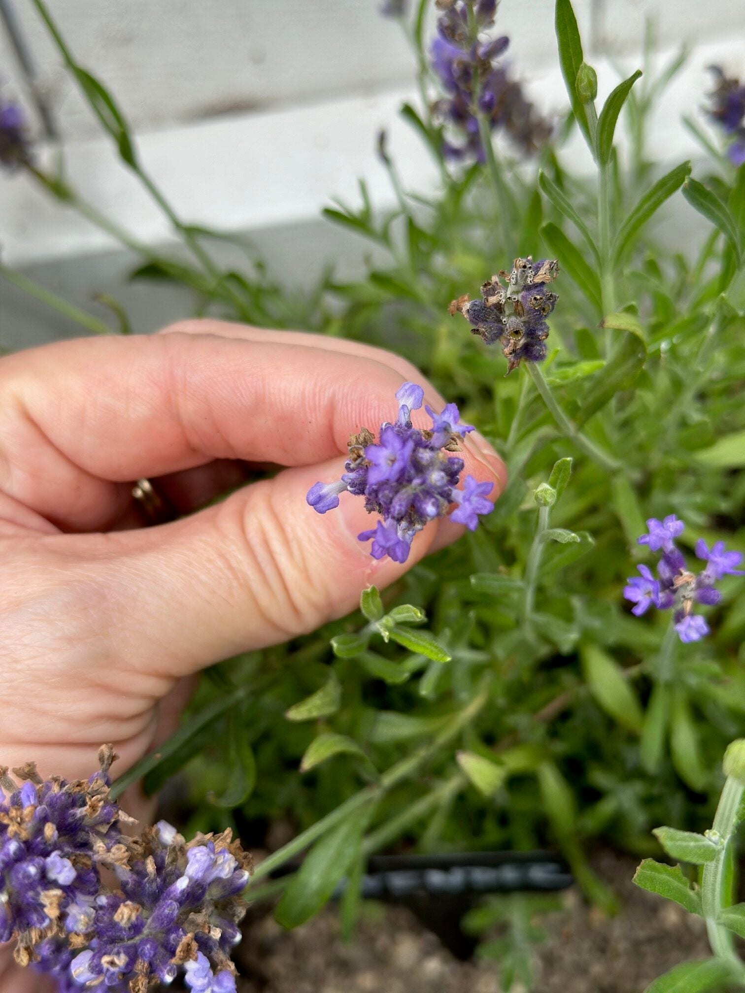 Me holding a lavender bloom. 
