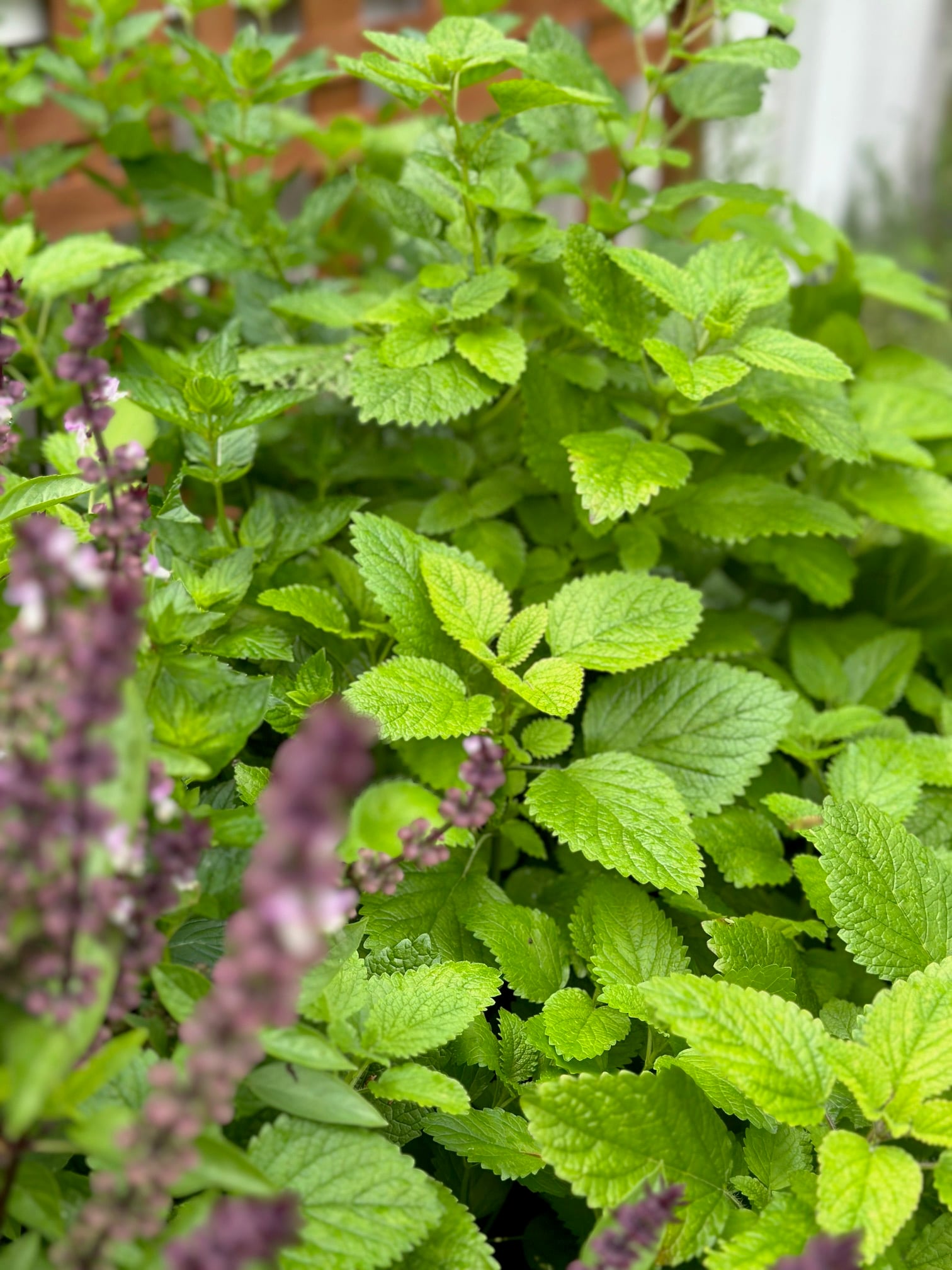 A collection of herbs growing in the sun. 
