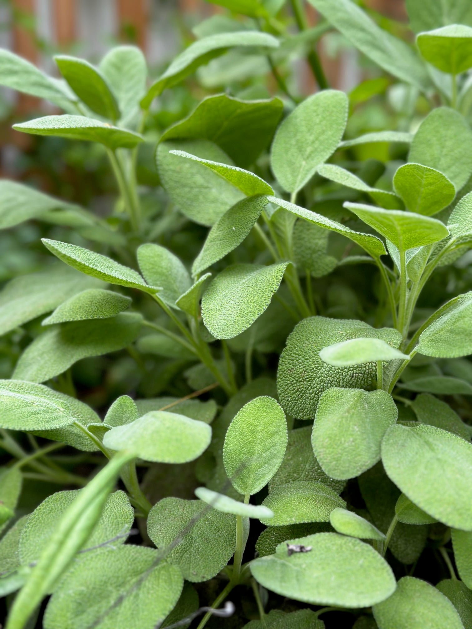 Sage plants in a raised bed. 