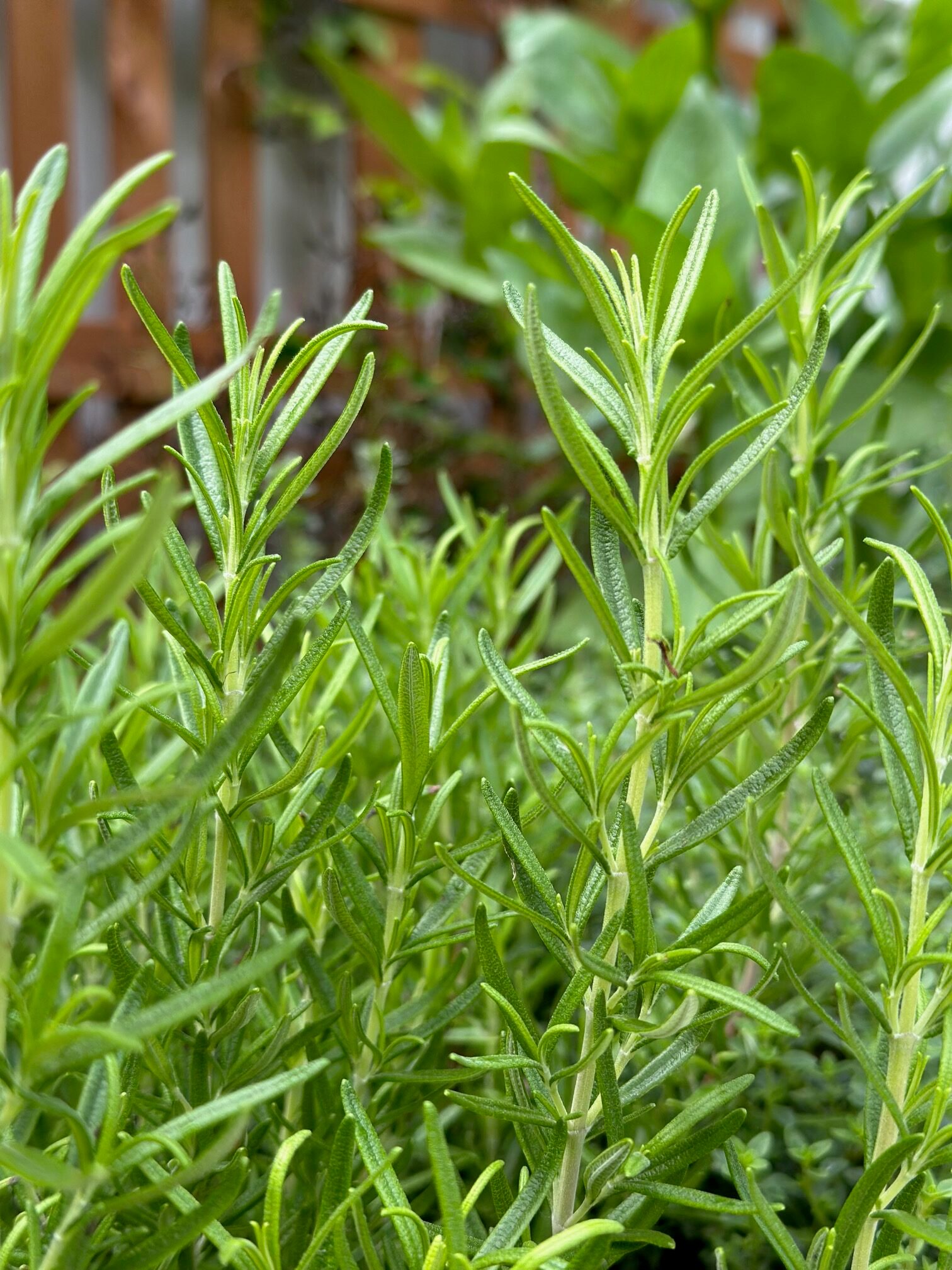 Rosemary growing in a garden bed. 