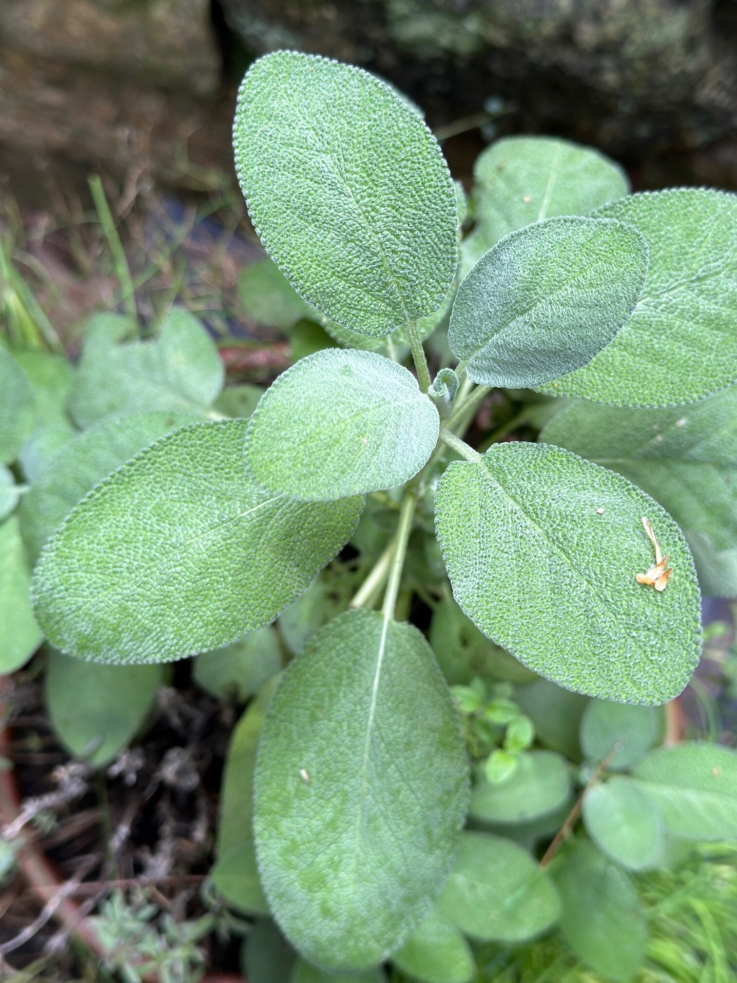 A large sage plant. 