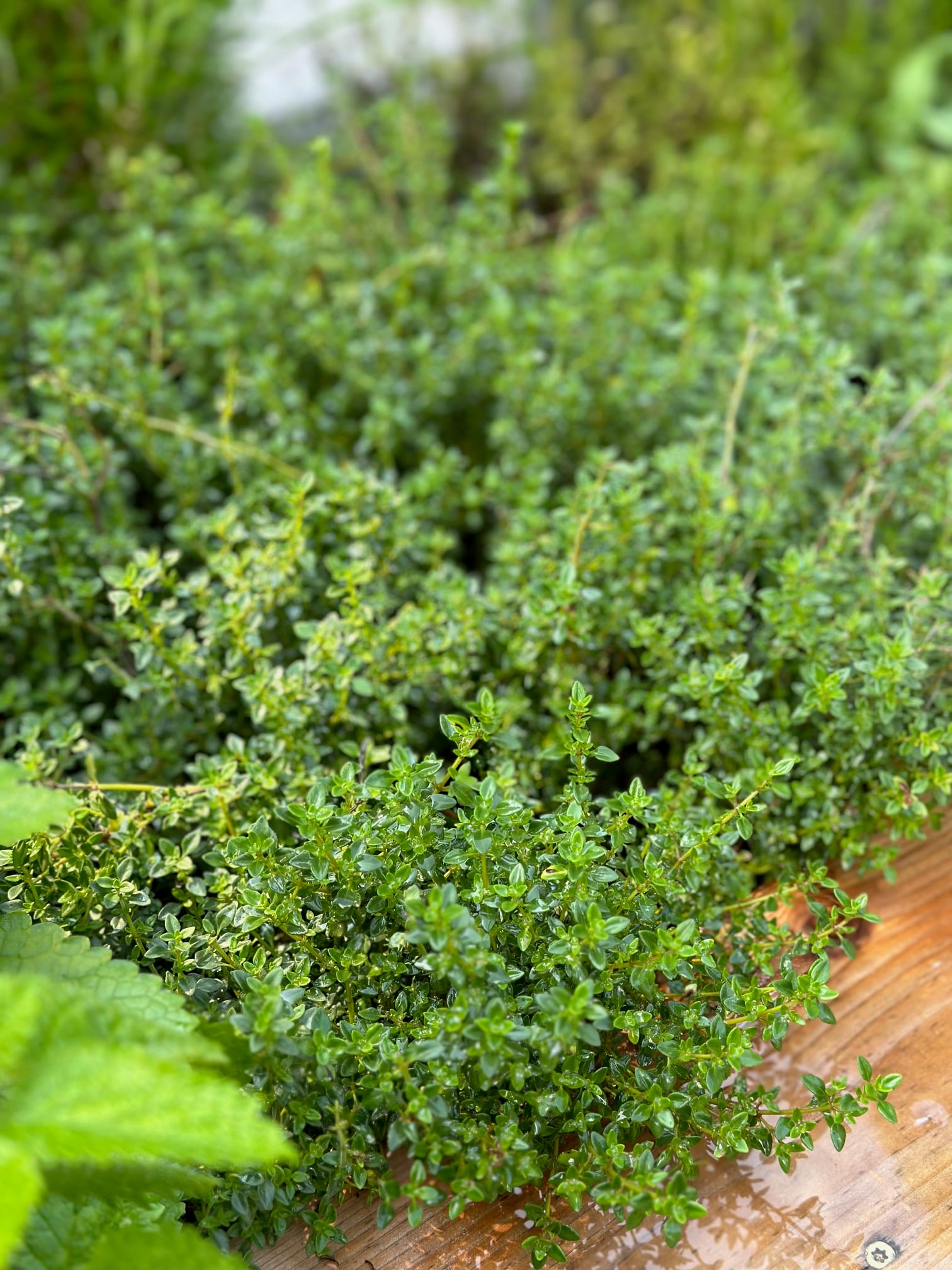 Thyme wet from rain spilling in a bed. 