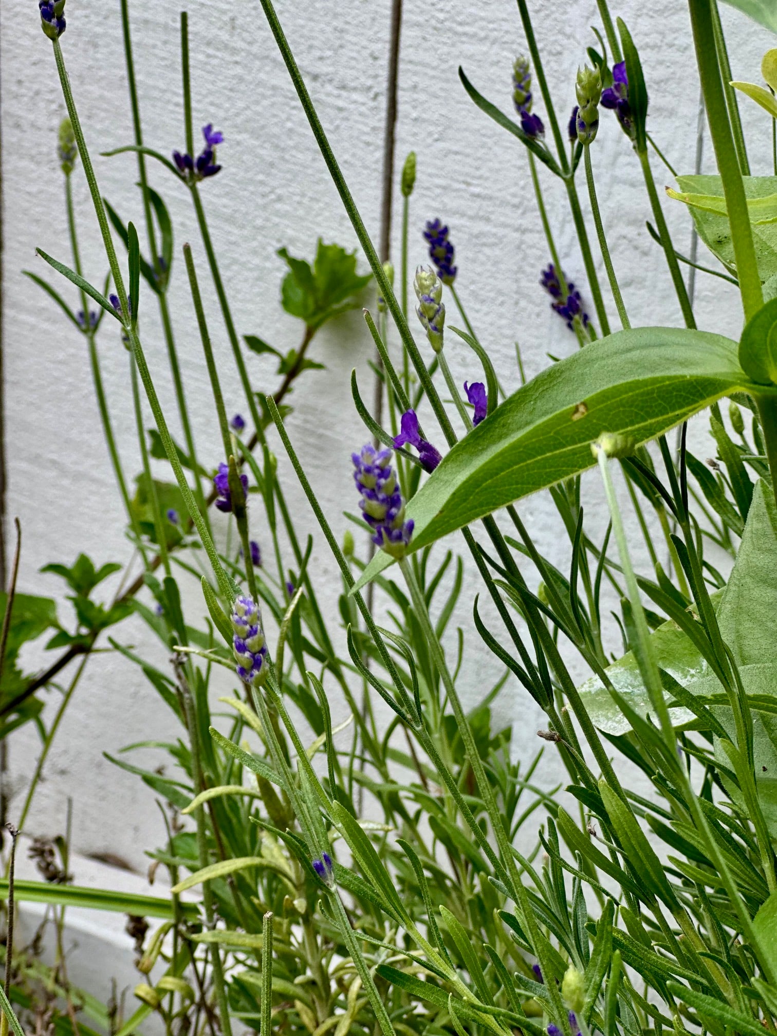 Lavender in a raised bed. 