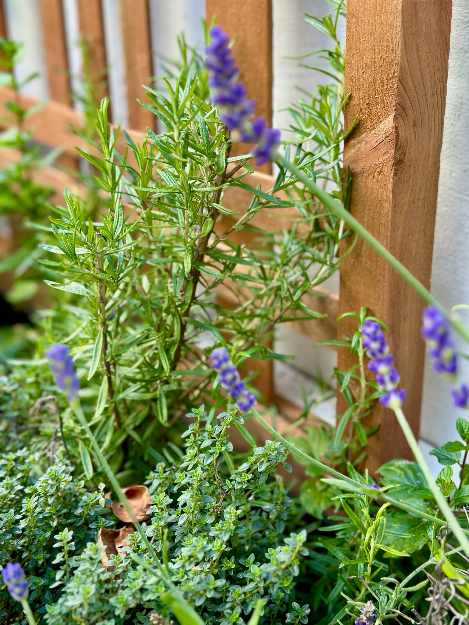 Lavender, thyme and rosemary in a garden bed. 