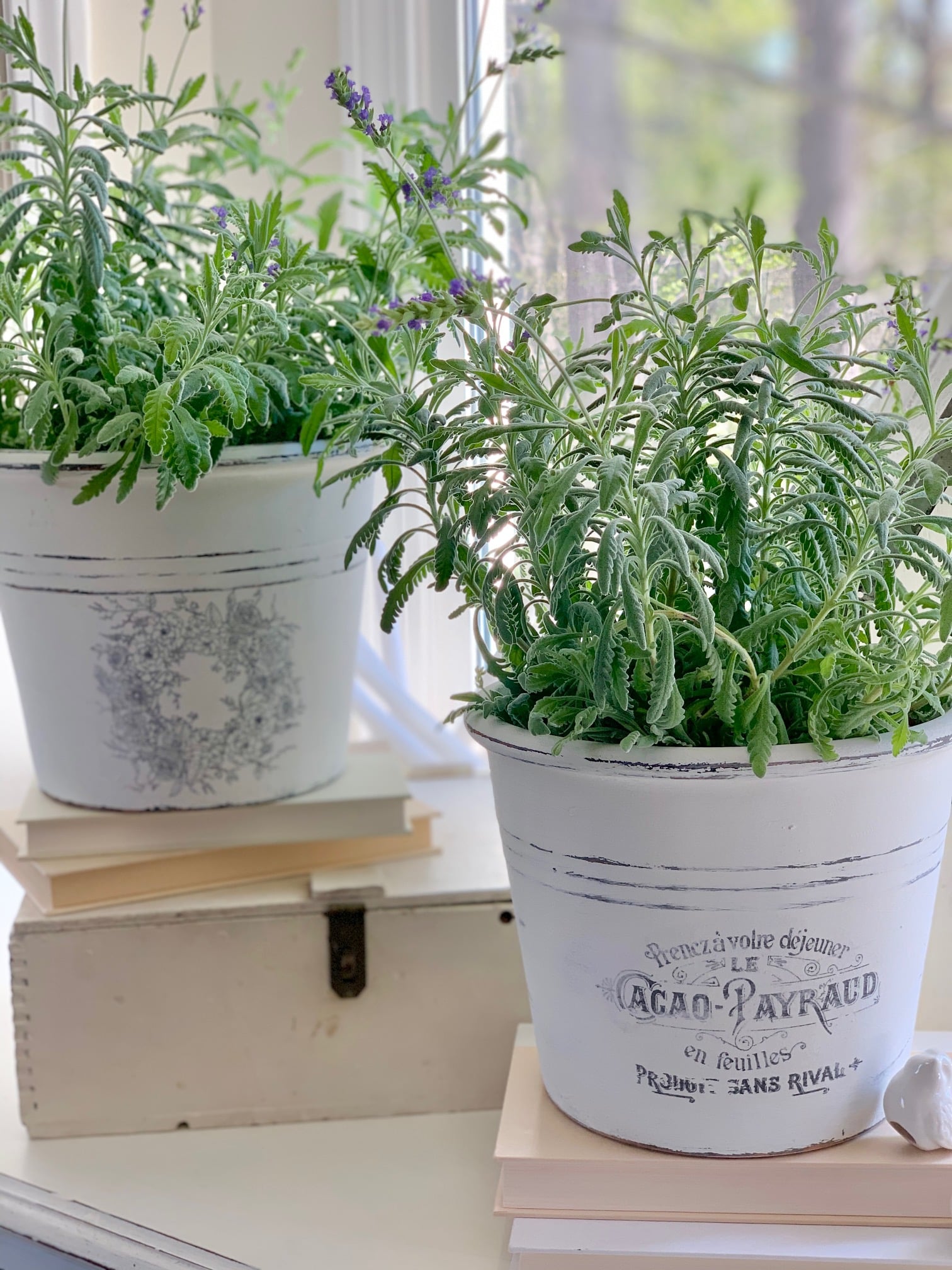 Lavender in clay pots that are painted white.