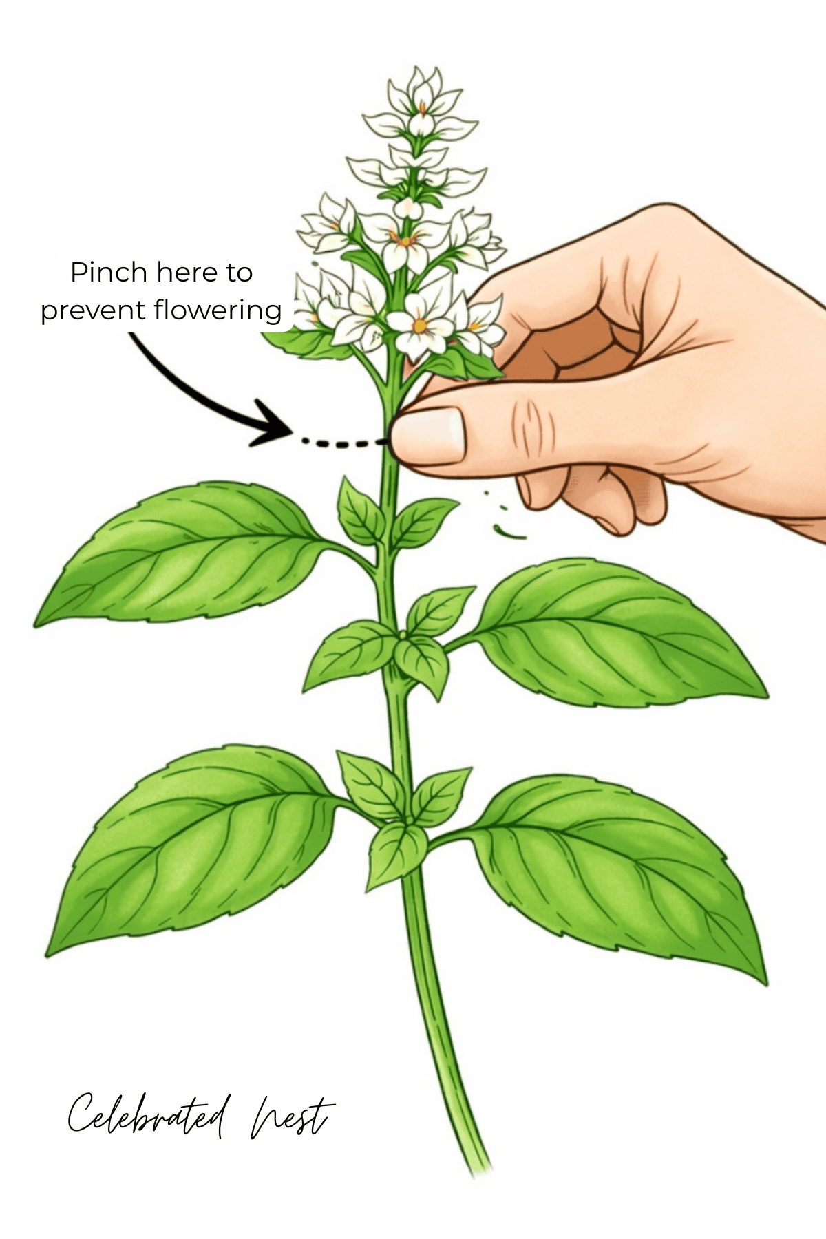 Diagram showing where to pinch basil flowers to keep the plant from bolting. 
