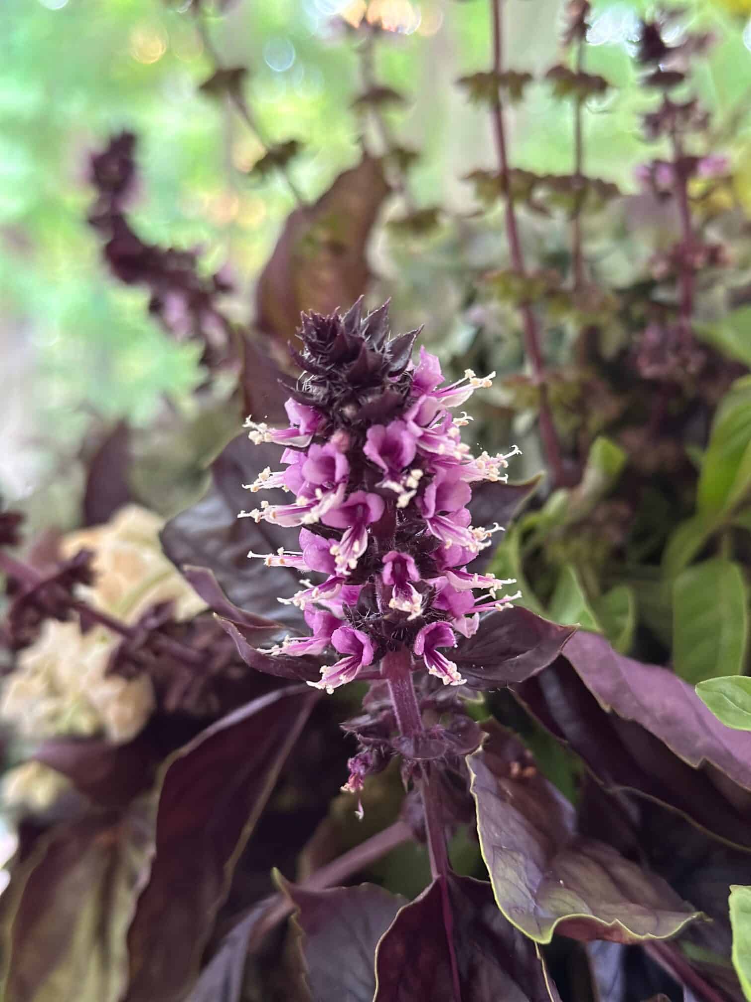 A close up of a purple basil bloom. It's spikey and shades of deep plum color. 