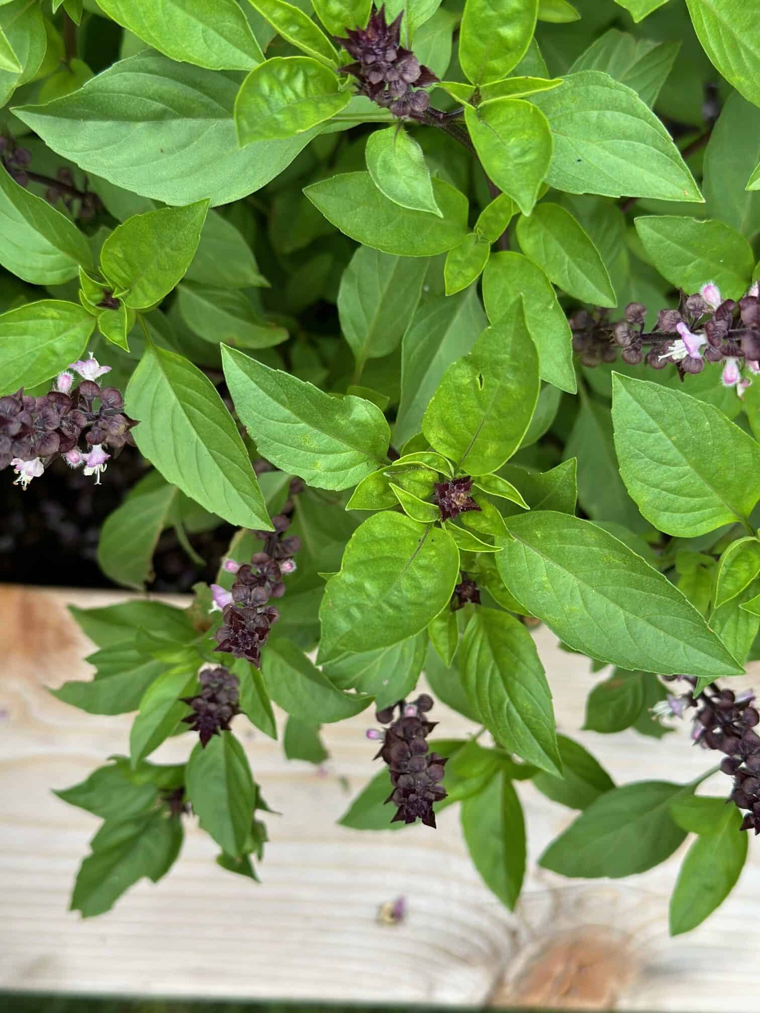 Thai basil spilling out of a garden.