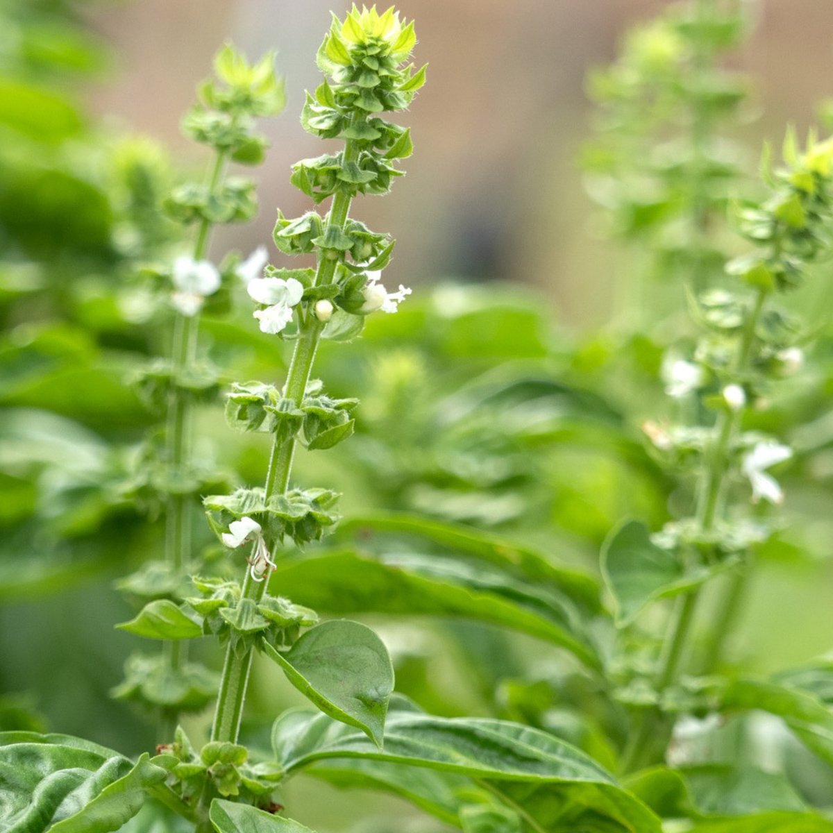 Sweet basil flowers which are white spike like blooms.