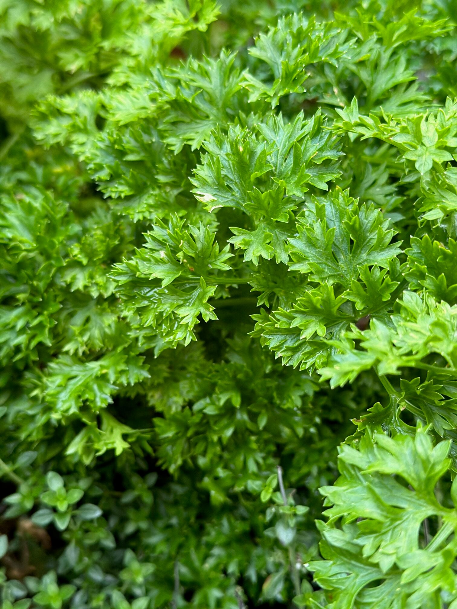 Close up of parsley in a garden bed. 