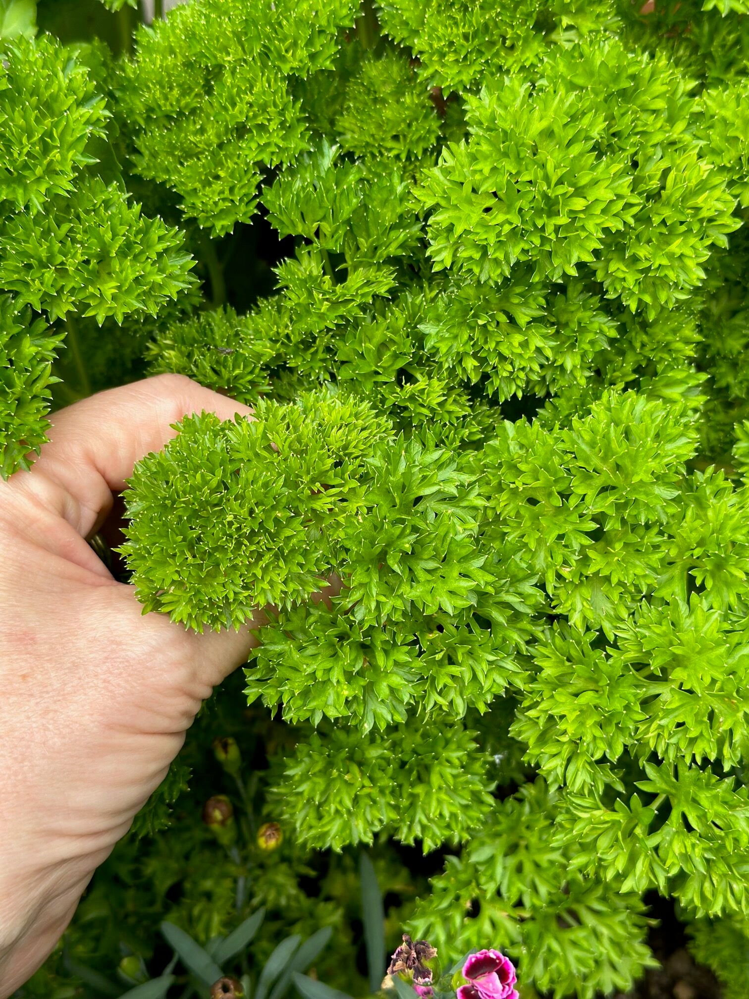 Me holding curly leaf parsley in a garden.