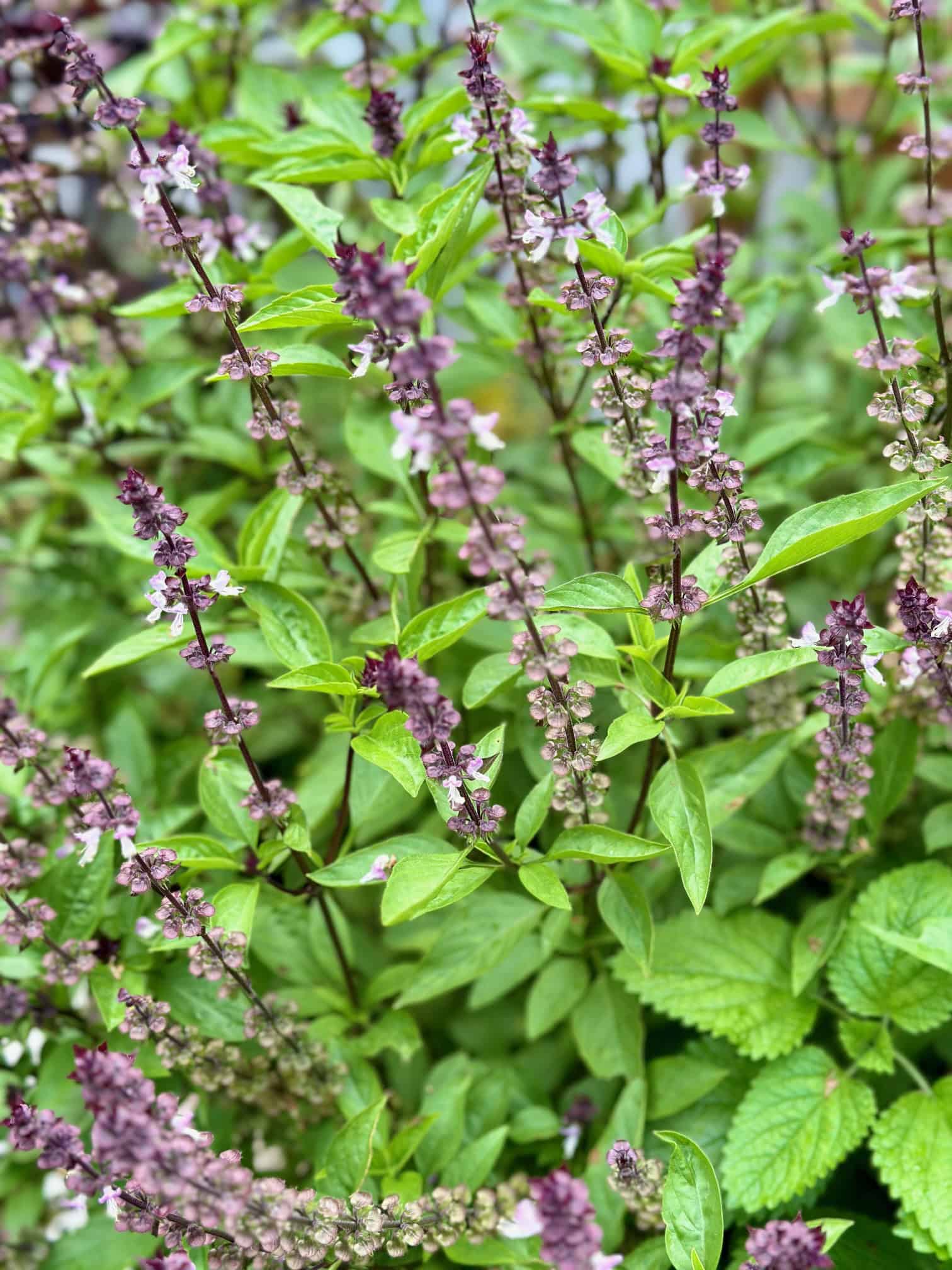 Flowering Thai basil plant in a garden. 