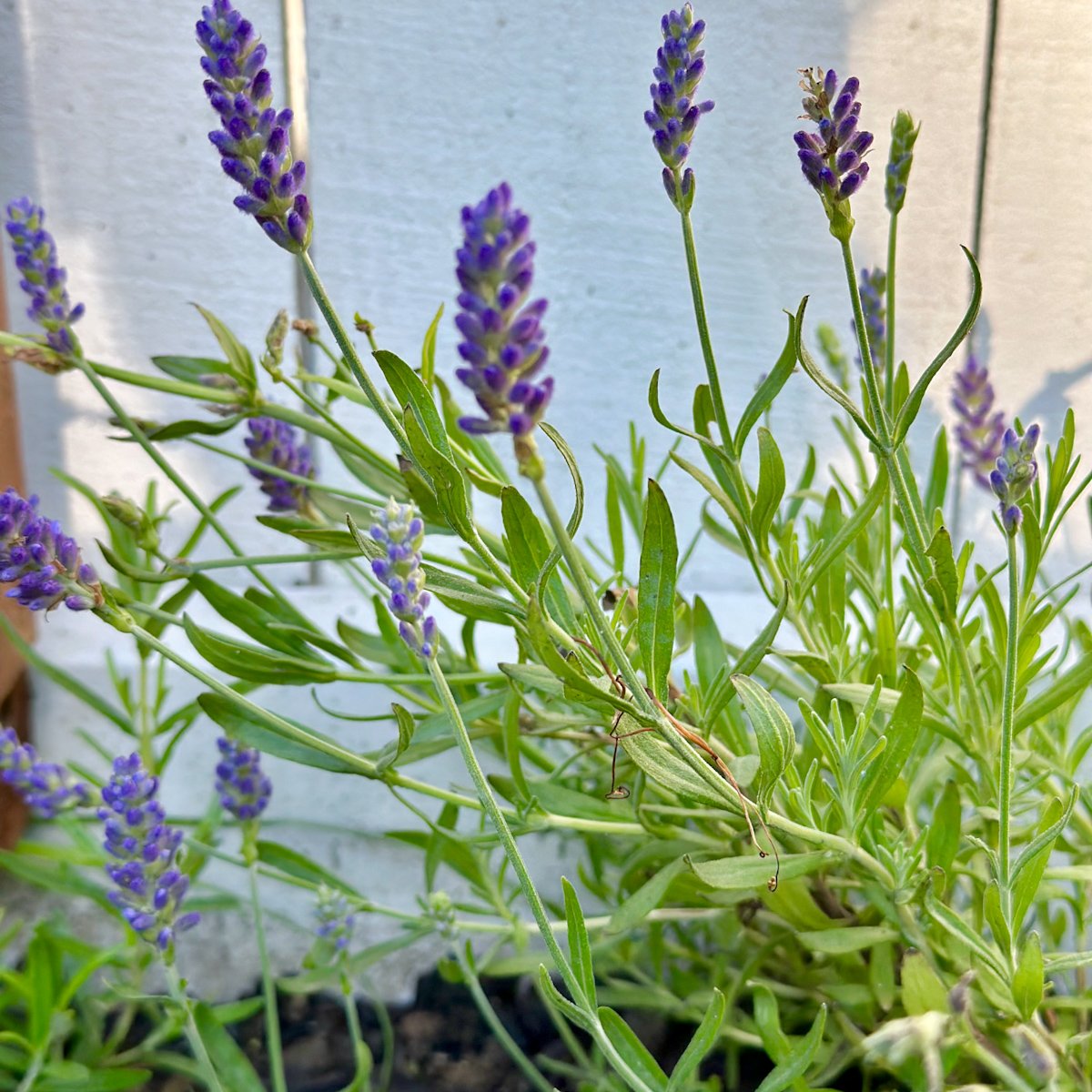 Lavender growing in a herb garden bed.