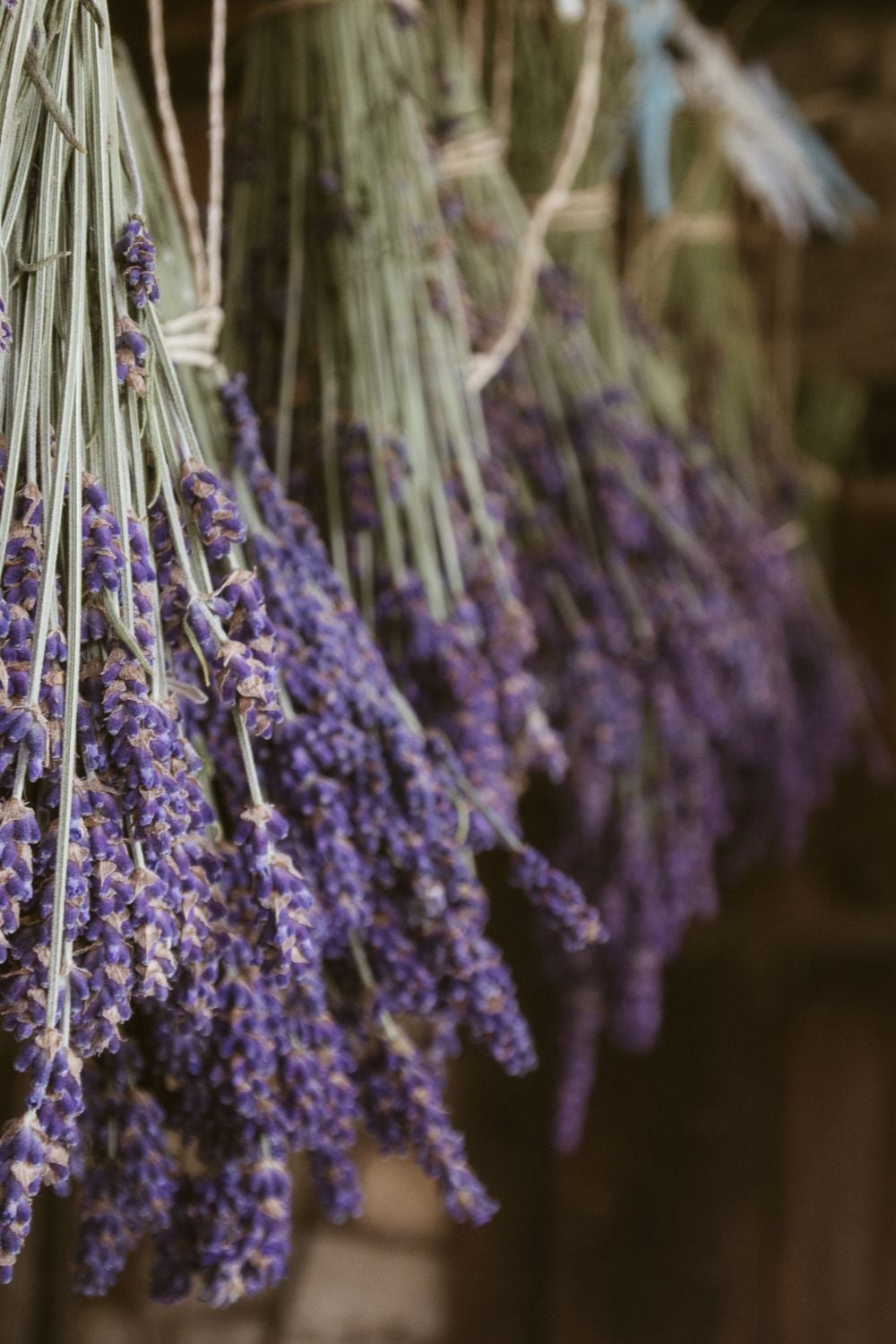 Large bundles of lavender hanging to dry.
