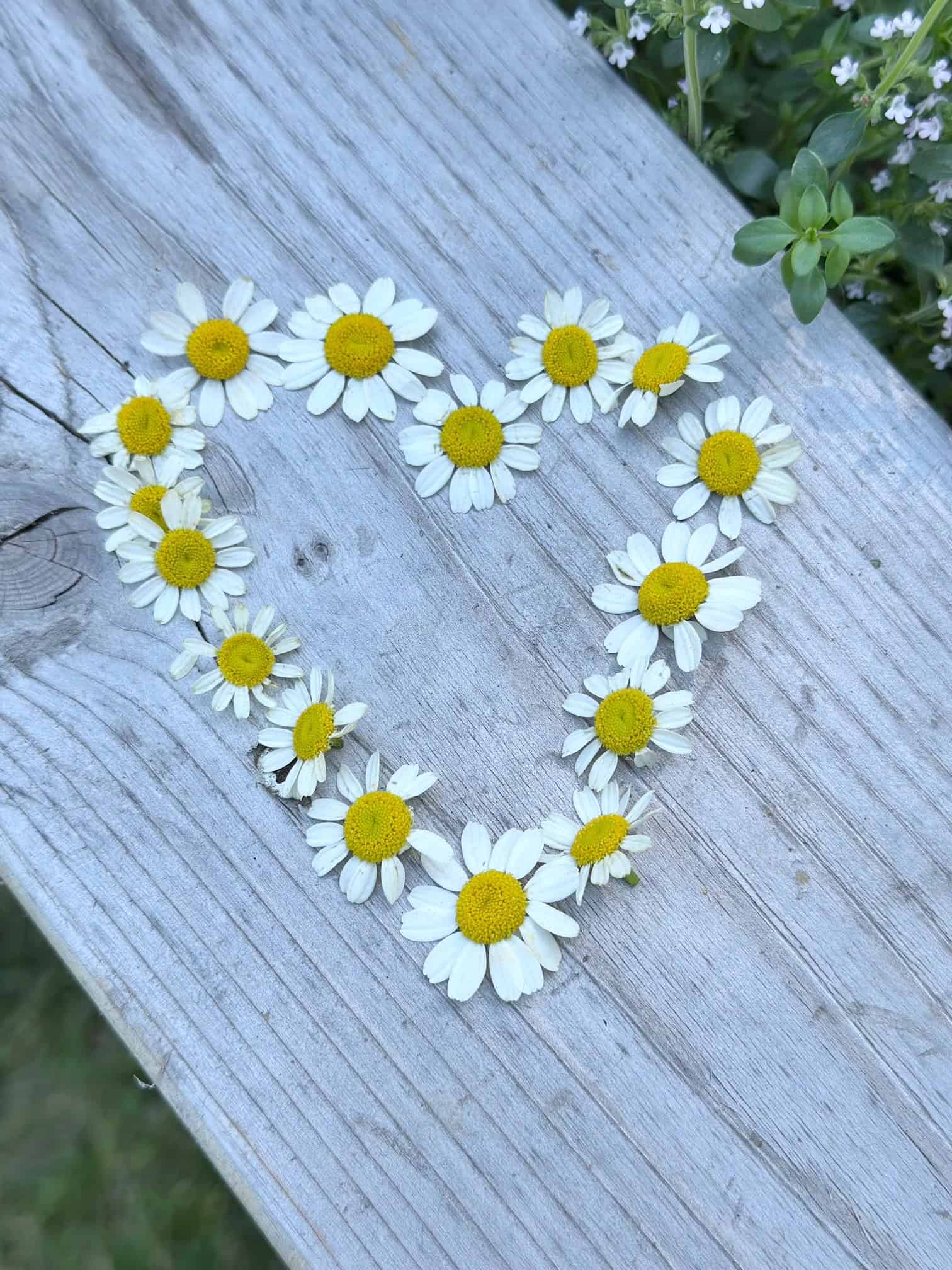 Heart made from chamomile.