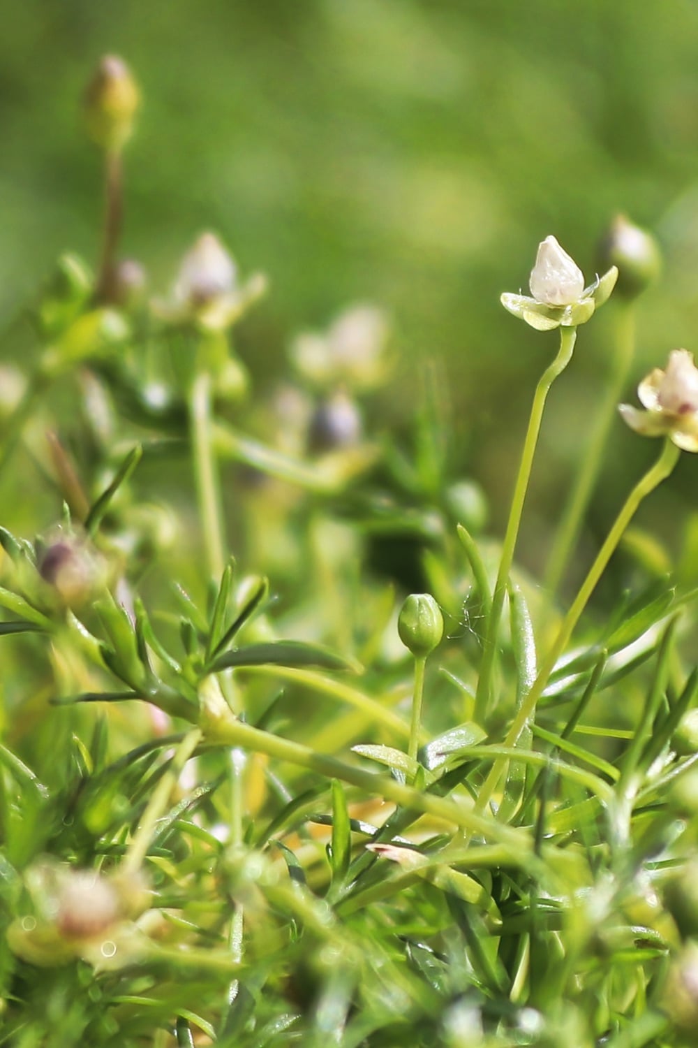 A close view of flowering irish moss.