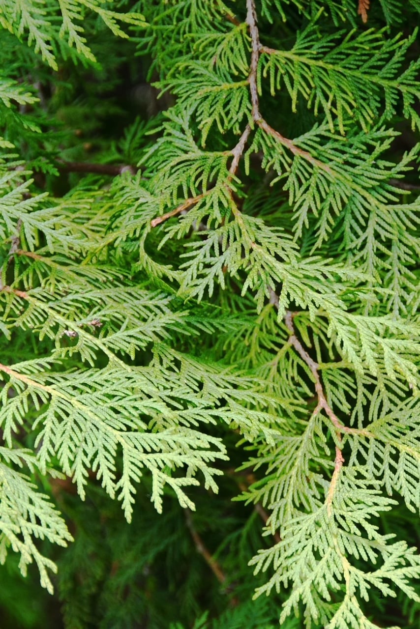 Branches of cedar. 