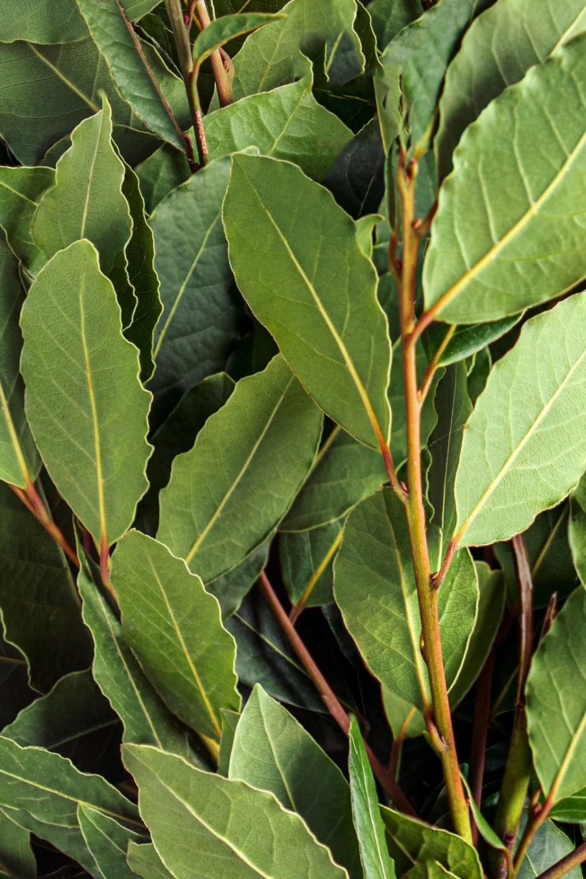 Branches of bay leaves. 