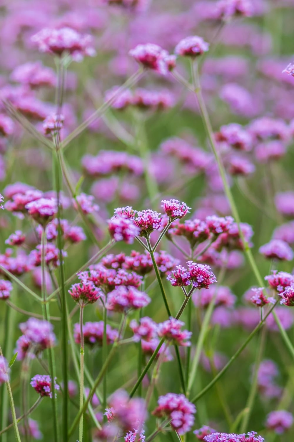 A pretty bright purple flower that look like wild flowers in a field. 