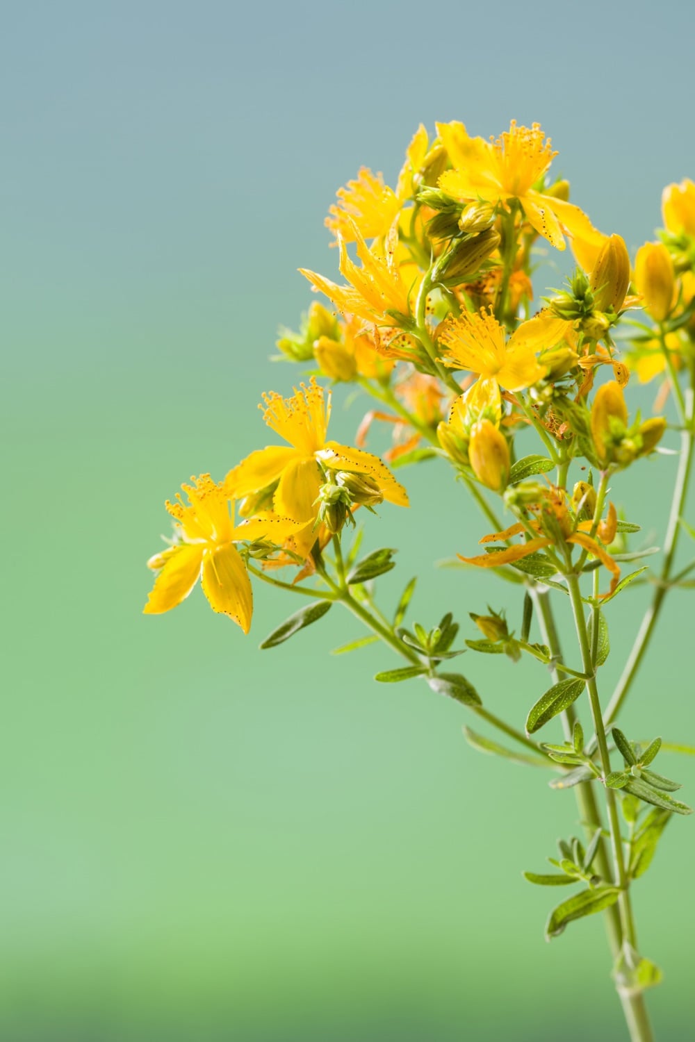 Pretty yellow flowers clustered on a stem. 