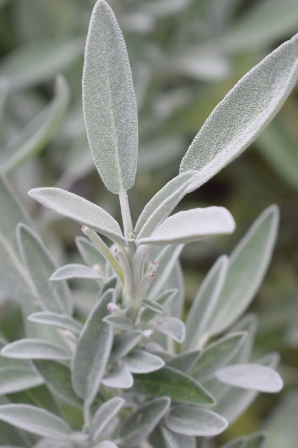 White sage plant growing in a garden. 