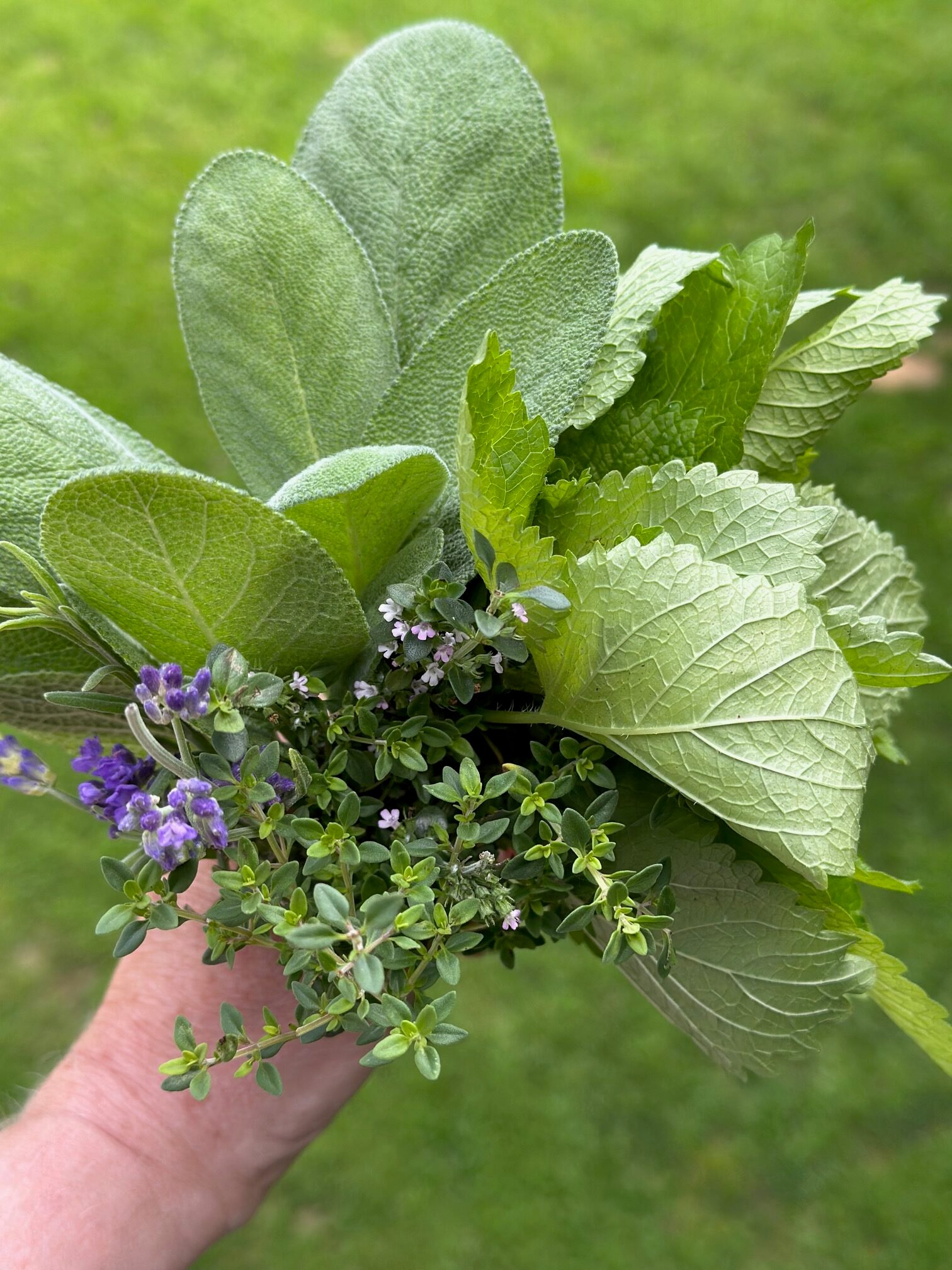 Handful of assorted herbs from a herb garden.