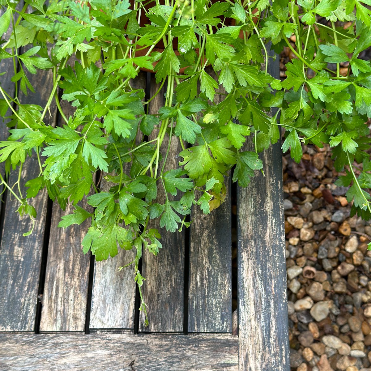 Flat-leaf parsley growing in the shade.
