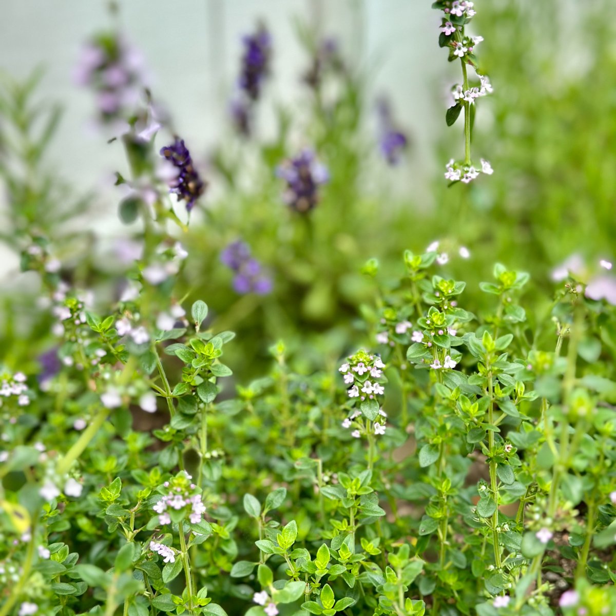 25 Best Lavender Companion Plants (And What Not to Grow Together)